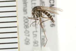 Image of Aedes nigripes (Zetterstedt 1838)