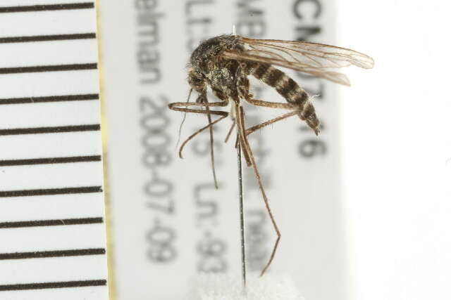 Image of Aedes nigripes (Zetterstedt 1838)