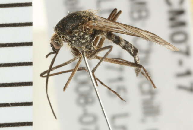 Image of Aedes nigripes (Zetterstedt 1838)