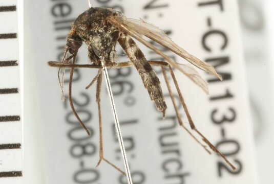 Image of Aedes abserratus (Felt & Young 1904)