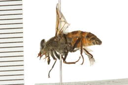 Image of Hybomitra arpadi (Szilady 1923)