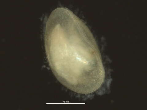 Image of <i>Cypris pubera</i>