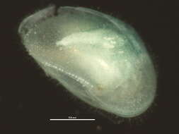 Image of <i>Cypris pubera</i>