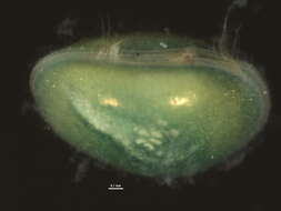 Image of <i>Cypris pubera</i>