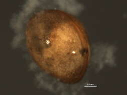 Image of Cyclocypris