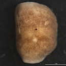 Image of Ameletus cooki McDunnough 1929