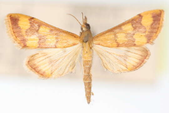 Image de Pyrausta panopealis Walker 1859