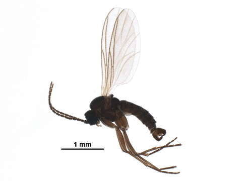 Image of Bradysia iridipennis (Zetterstedt 1838)