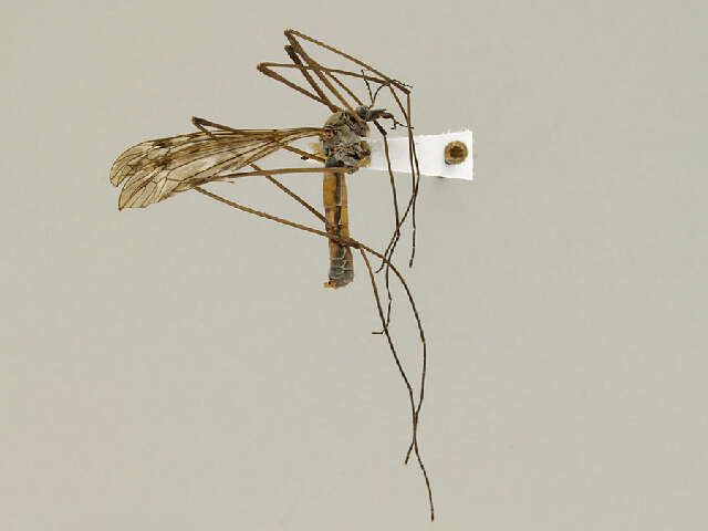 Image of Tipula (Vestiplex) bergrothiana Alexander 1918