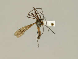Image of Tipula (Vestiplex) bergrothiana Alexander 1918