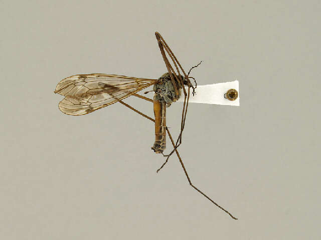 Image of Tipula (Vestiplex) bergrothiana Alexander 1918