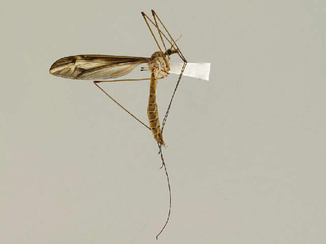 Image of Tipula (Yamatotipula) furca Walker 1848