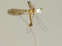 صورة Tipula (Lunatipula) submaculata Loew 1863