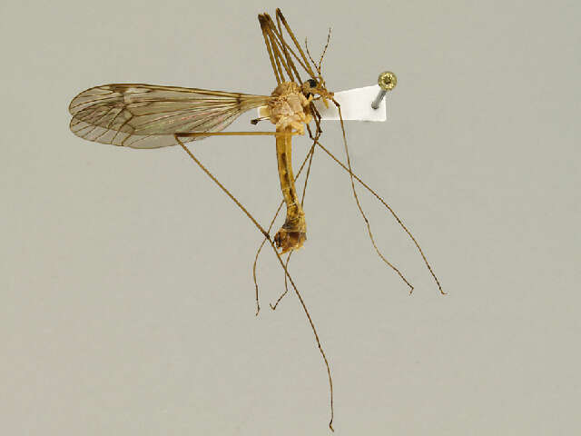 Image of Tipula (Lunatipula) submaculata Loew 1863