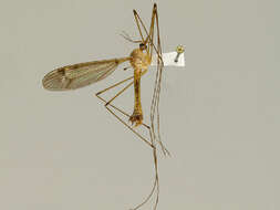 صورة Tipula (Lunatipula) submaculata Loew 1863