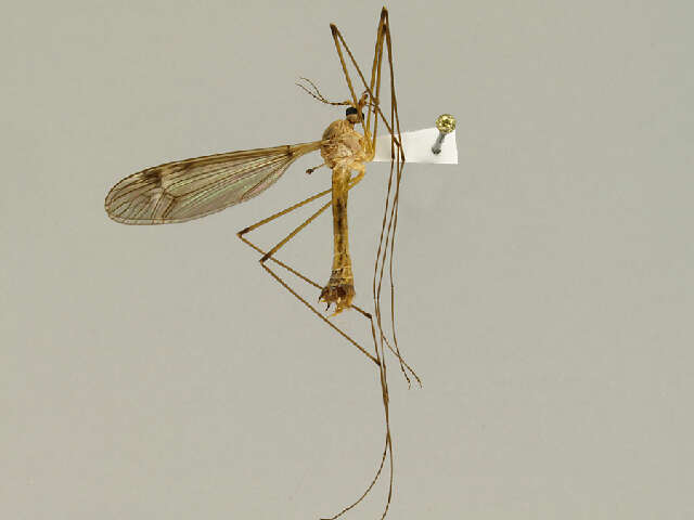 صورة Tipula (Lunatipula) submaculata Loew 1863