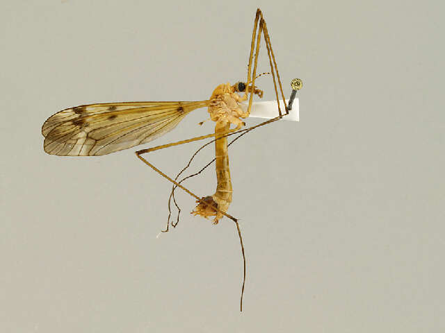 Image of Tipula (Lunatipula) fuliginosa (Say 1823)