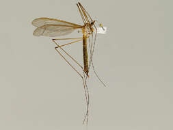 Image of Tipula (Yamatotipula) noveboracensis Alexander 1919