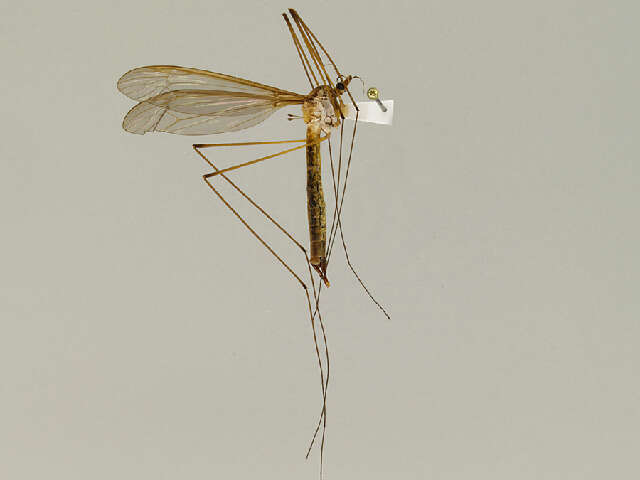 Image of Tipula (Yamatotipula) noveboracensis Alexander 1919