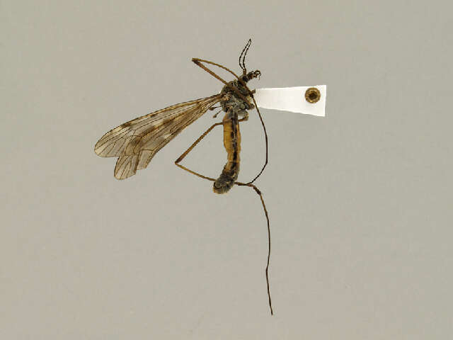 Image of Tipula (Vestiplex) bergrothiana Alexander 1918