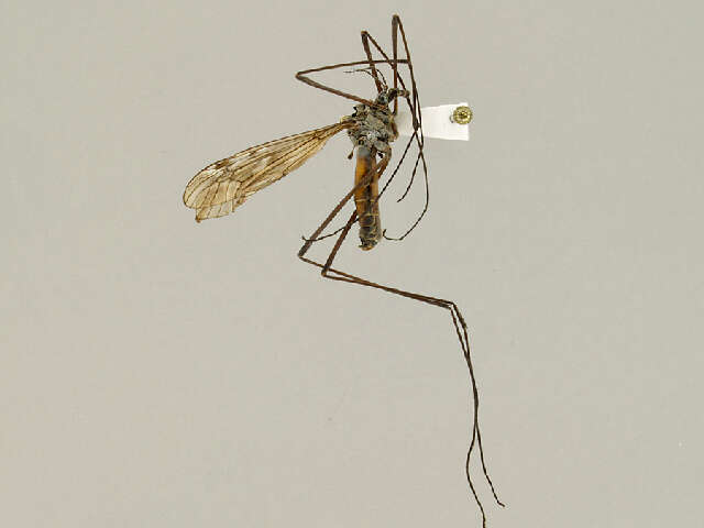 Image of Tipula (Vestiplex) bergrothiana Alexander 1918