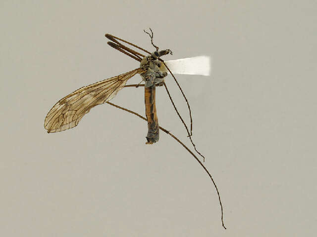 Image of Tipula (Vestiplex) bergrothiana Alexander 1918