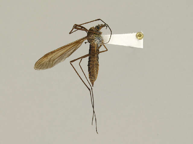 Image of Angarotipula tumidicornis (Lundstrom 1907)