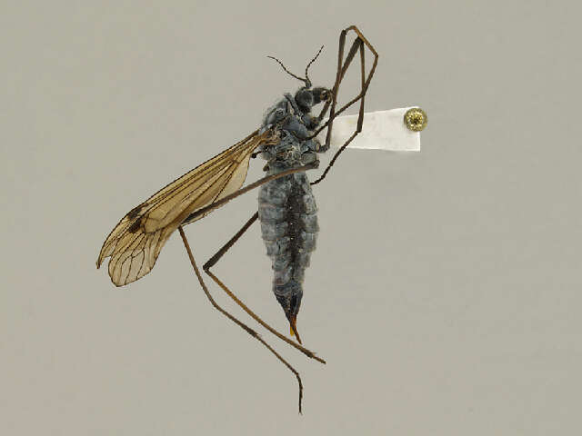 Image of Tiger Crane Flies