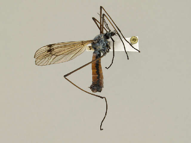 Image of Tiger Crane Flies