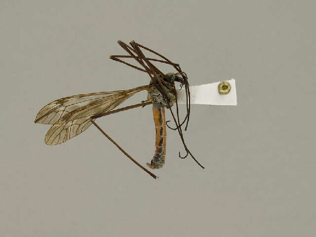 Image of Tipula (Vestiplex) bergrothiana Alexander 1918