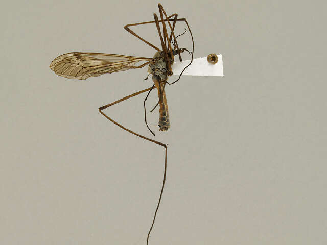 Image of Tipula (Vestiplex) bergrothiana Alexander 1918