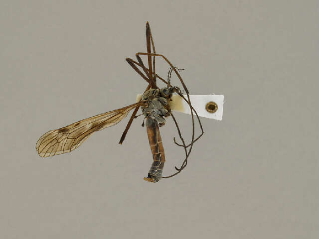 Image of Tipula (Vestiplex) bergrothiana Alexander 1918