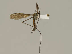 Image of Tipula (Vestiplex) bergrothiana Alexander 1918