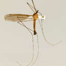 Image of Tipula (Acutipula) platycantha Alexander 1934