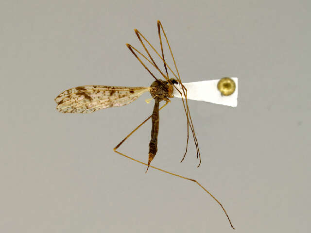 Image of Pseudolimnophila