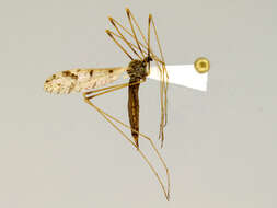 Image of Pseudolimnophila