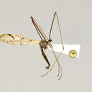 Image of Shannonomyia