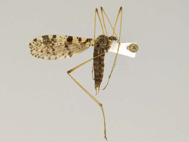 Image of Eloeophila