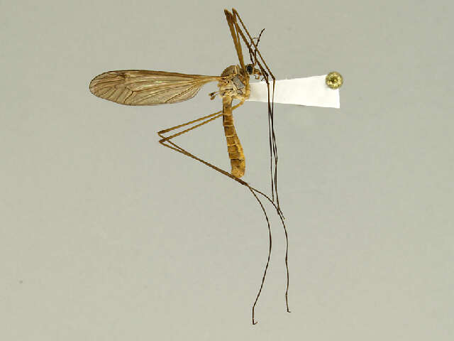 Image of Tipula (Lunatipula) rossmani Byers 2003