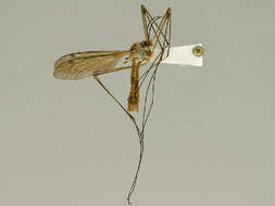 Image of Tipula (Lunatipula) rossmani Byers 2003