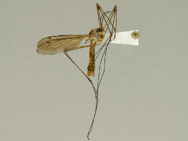 Image of Tipula (Lunatipula) rossmani Byers 2003