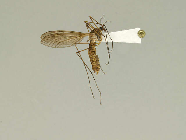 Image of Tipula (Lunatipula) rossmani Byers 2003