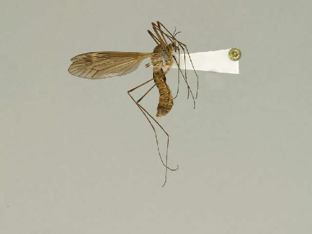 Image of Tipula (Lunatipula) rossmani Byers 2003