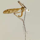 صورة Tipula (Arctotipula) williamsiana Alexander 1940