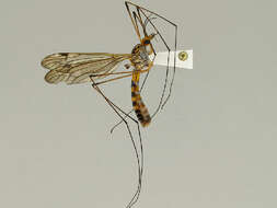 Image of Tipula (Nobilotipula) collaris Say 1823