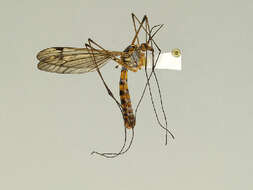 Image of Tipula (Nobilotipula) collaris Say 1823