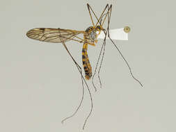 Image of Tipula (Nobilotipula) collaris Say 1823