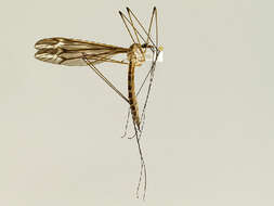 Image of Tipula (Yamatotipula) caloptera Loew 1863