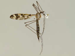 Image of Tipula (Pterelachisus) trivittata Say 1823