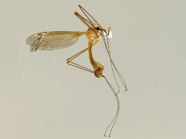 Image of Tipula (Lunatipula) hirsuta Doane 1901